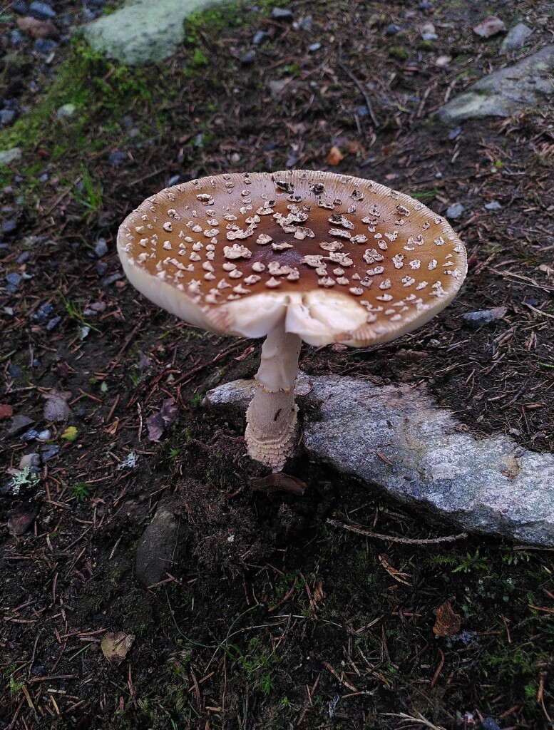 Close-up photo of a royal fly agaric with a wide flat cap with a cut at one side.