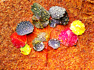 046_coloured_leaves.jpg