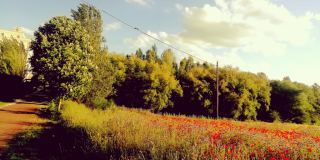 Campo De Amapolas 