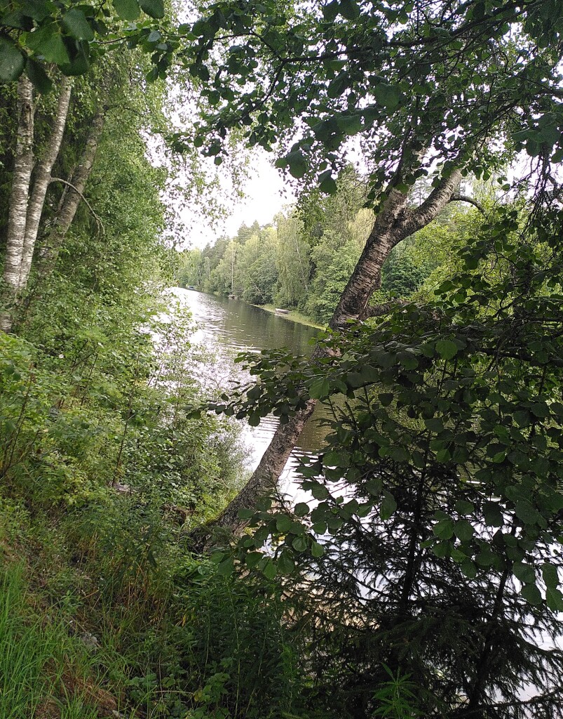Photo showing a calm river. Both sides are covered with green forest of mostly aspen and birches.<br>In the foreground, green grass and bushes. To the left, tall birches. To the right, a young aspen leaning over the water.