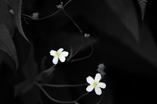 flower-nature-macro-black-and-white.jpg