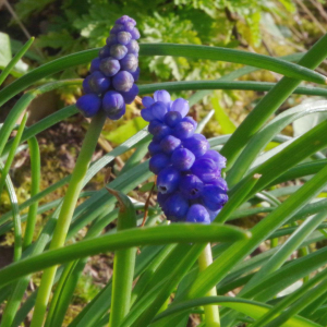 Muscari à grappe - Muscari neglectum Guss. ex Ten