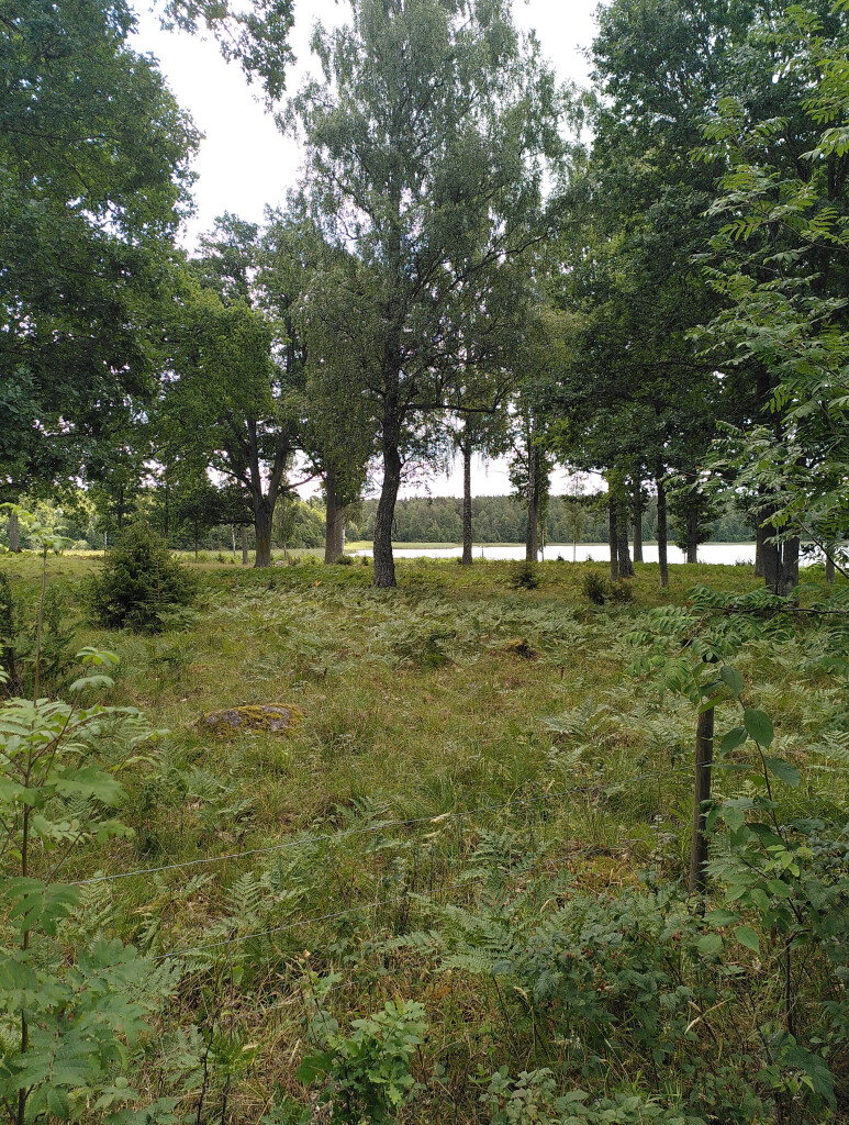 Photo of a meadow with grass and ferns shaded by various trees. Behind the trees there is a lake, and behind the lake, the horizon is covered by forest. In the foreground, a thin sheep fence with wooden poles.