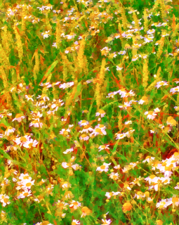 055_flowers_in_the_field.jpg