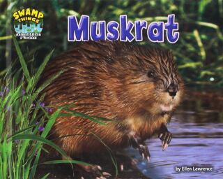 Musk-rat