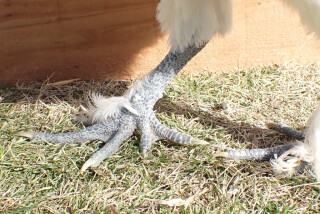 2021-03-Ukokkei-Silkie-Chickens